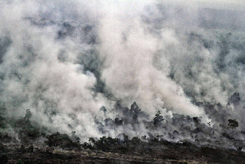 Peatland Forest Fire in Pelalawan Riau. © Rony  Muharrman