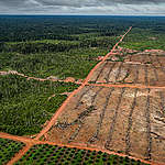 PT Papua Agro Lestari (PT PAL) Oil Palm Plantation in Papua. © Ulet  Ifansasti / Greenpeace
