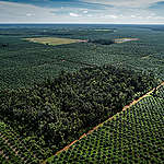 50 Juta Hektar Hutan Dunia Hancur, Sementara Sektor Minyak Sawit di Indonesia Tidak Direformasi