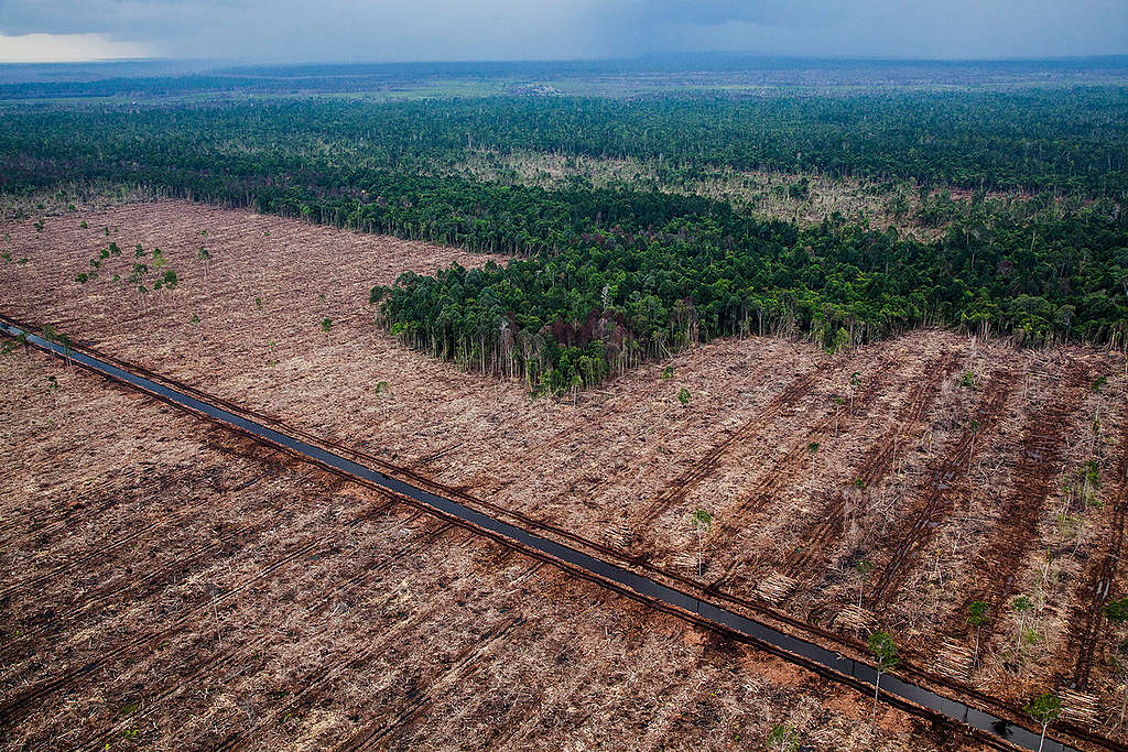 PT RAPP Pulpwood Concession in Riau. © Ulet  Ifansasti / Greenpeace