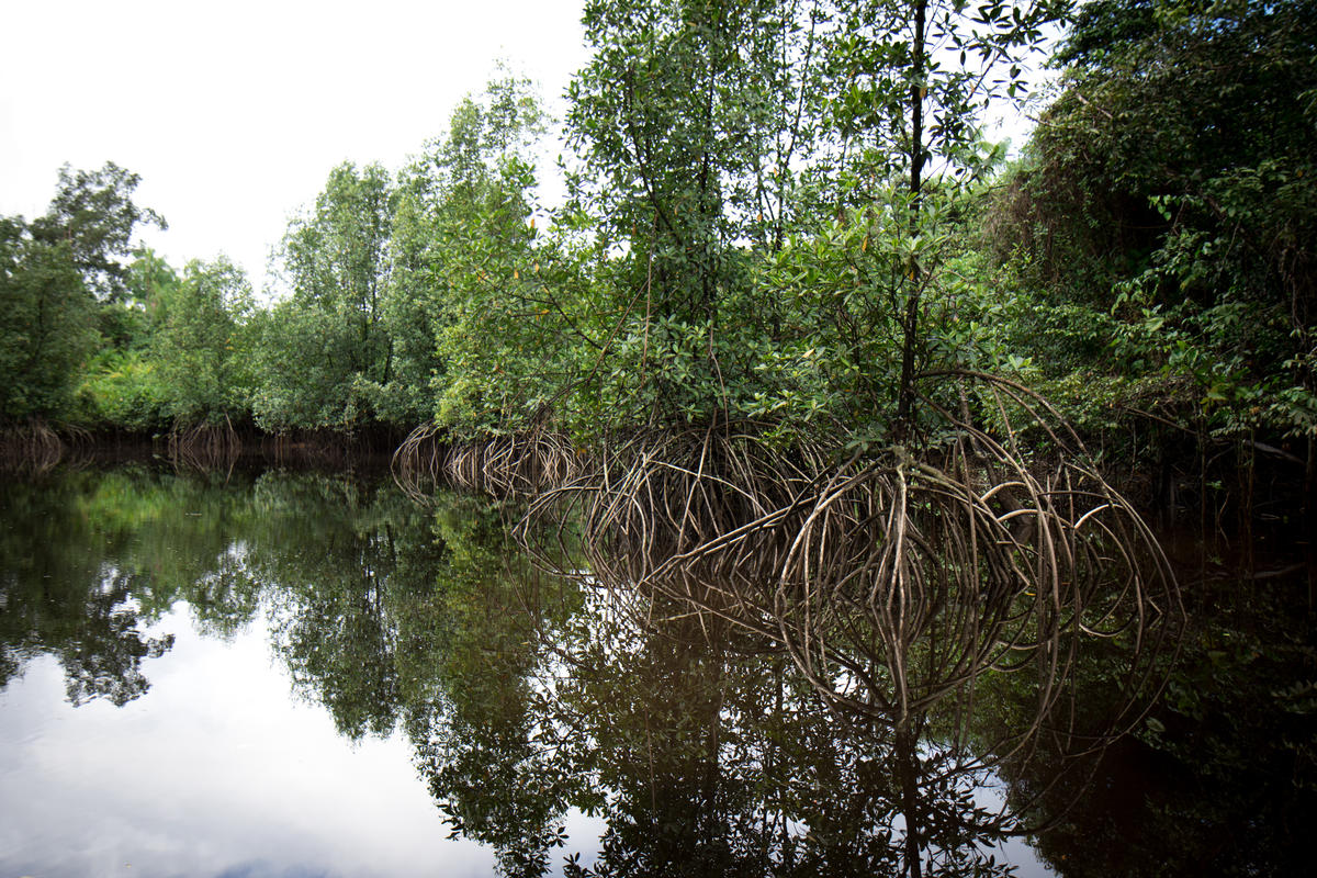 Mangrove Forest in French Guiana. © Elsa Palito / Greenpeace