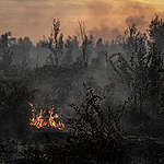 Forest Fires in Pulang Pisau, Central Kalimantan. © Ulet  Ifansasti / Greenpeace