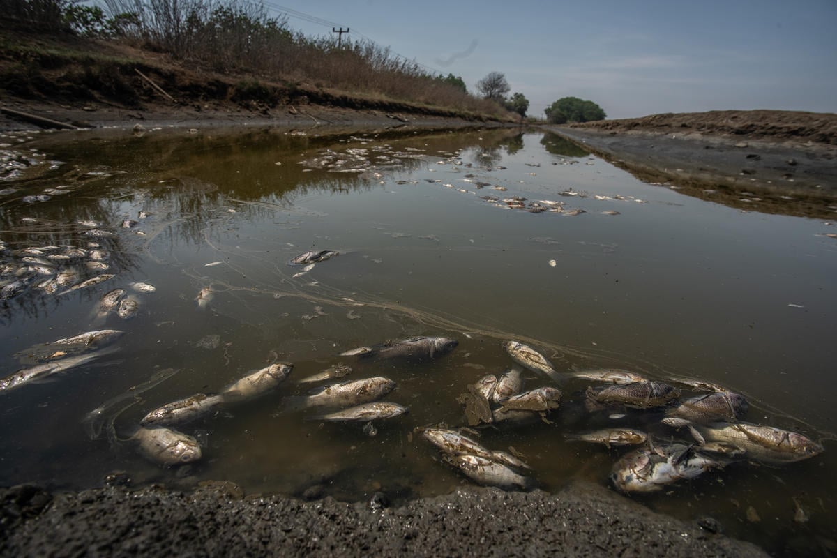 Dead Fish after Oil Spill in Karawang, West Java. © Jurnasyanto Sukarno / Greenpeace