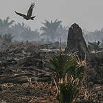 Sejumlah lahan milik perusahaan kelapa sawit dan bubur kertas yang terbakar luas belum mendapat hukuman saat karhutla kembali membara