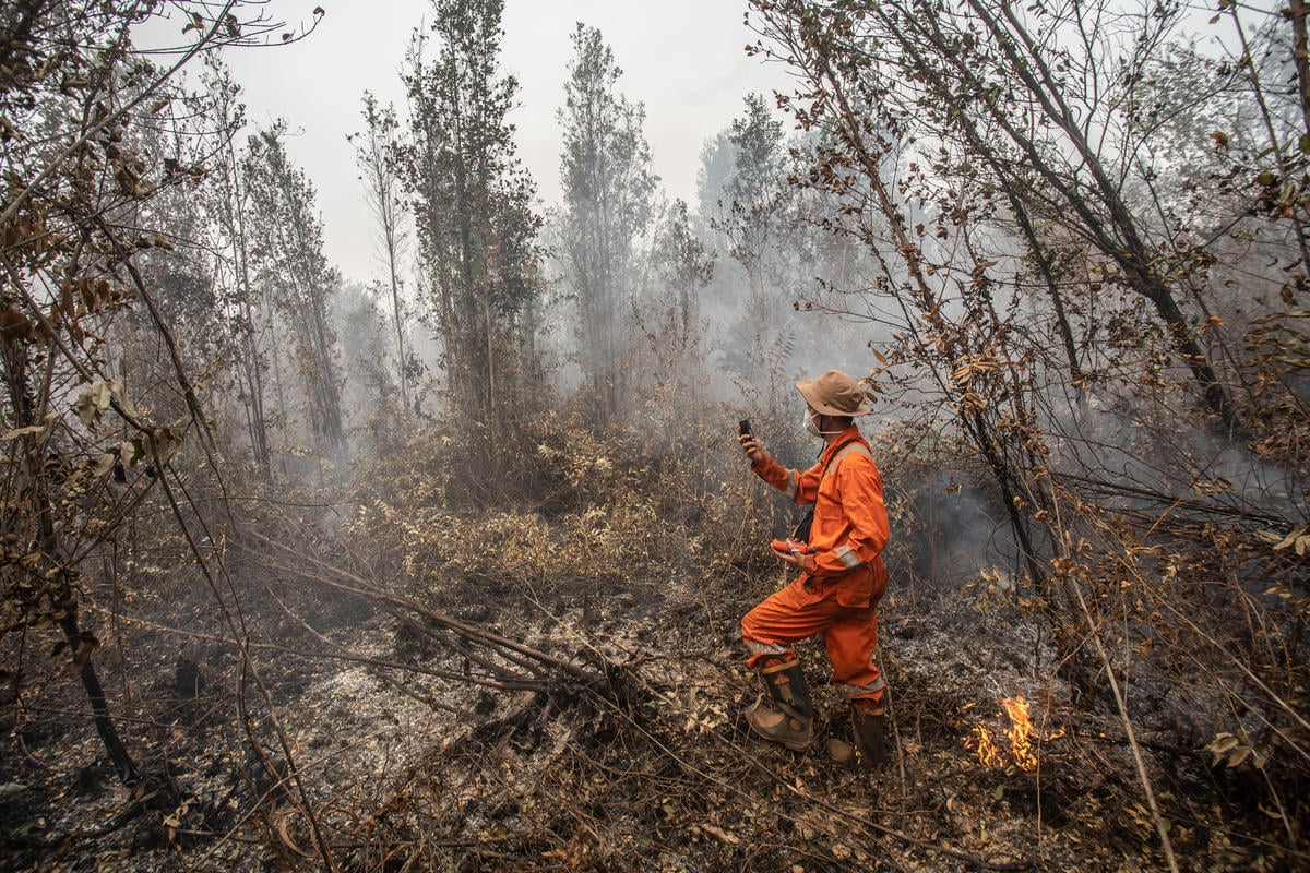 Forest Fires Investigation at PT GAL Concession in Central Kalimantan. © Jurnasyanto Sukarno / Greenpeace