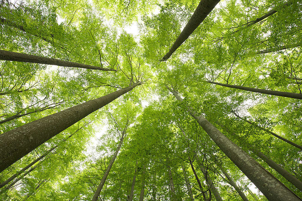 Beech Tree Forest in Germany. © Markus Mauthe / Greenpeace