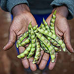Ecological Farmer in Kenya. © Cheryl-Samantha Owen / Greenpeace
