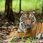 Jaga Hutan, Selamatkan Harimau