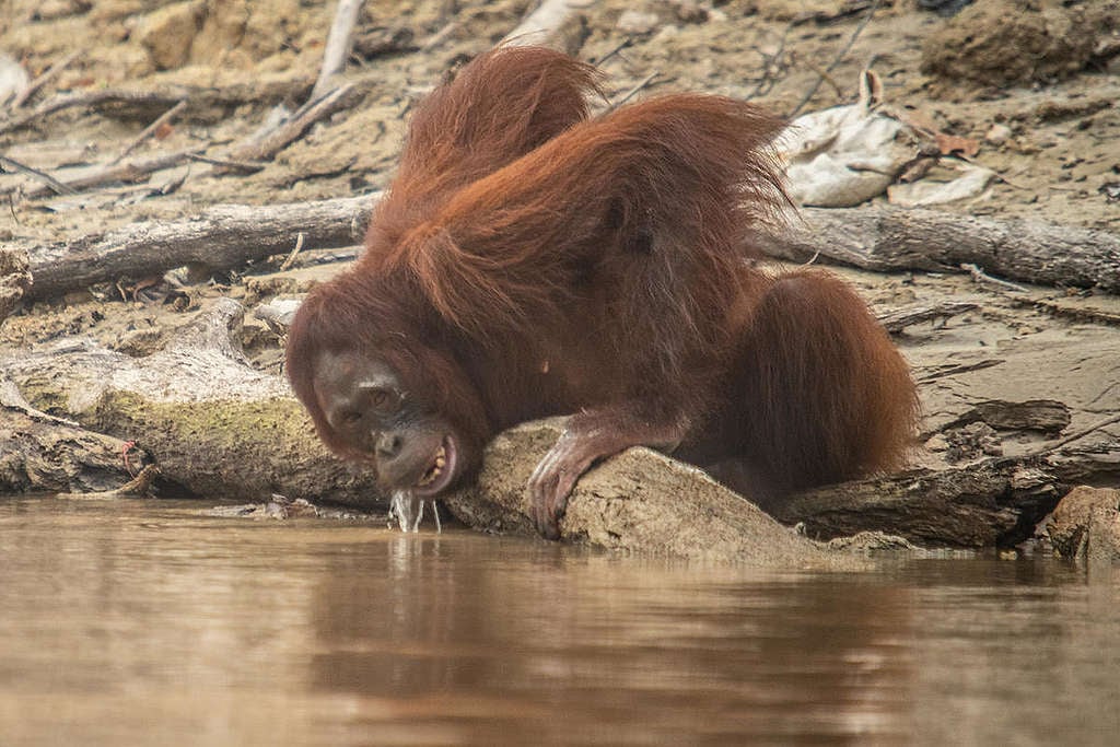 Orangutan Threatened by Haze in Central Kalimantan. © Jurnasyanto Sukarno / Greenpeace