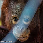 Hutan Lestari, Orangutan Terlindungi!