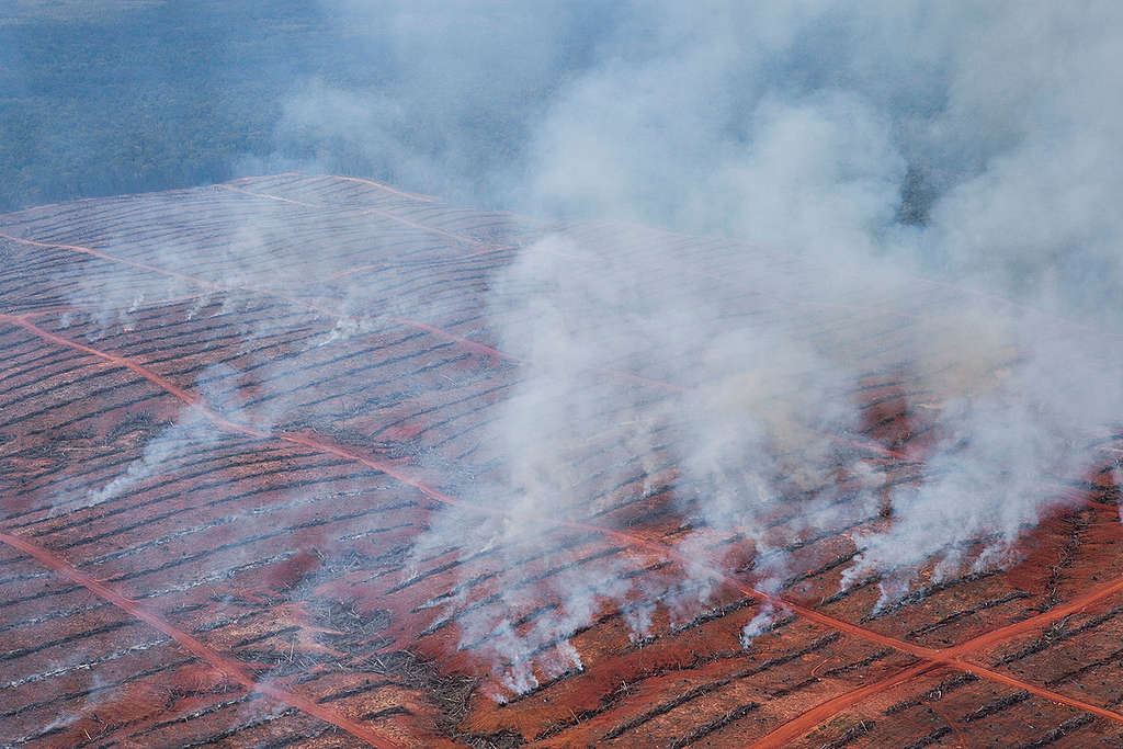 Deforestation in Papua 2013 - PT Berkat Citra Abadi concession. © Ardiles Rante / Greenpeace