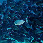 School of Fish. © Paul Hilton / Greenpeace