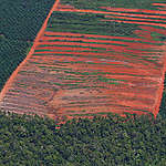 Deforestasi Terencana Mengancam Tanah Adat dan Lanskap Hutan di Tanah Papua
