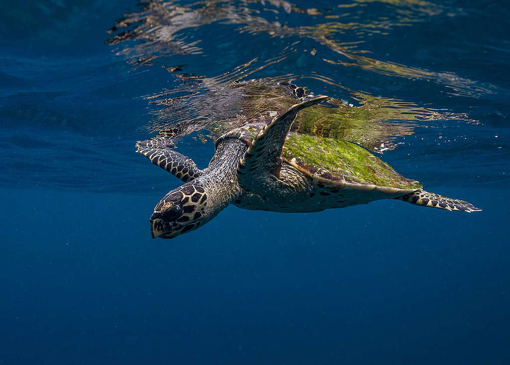 Green Sea Turtle at Raja Ampat, Papua, Indonesia. © Paul Hilton / Greenpeace