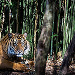 Sumatran Tiger at Melbourne Zoo. © Greenpeace / Tom  Jefferson