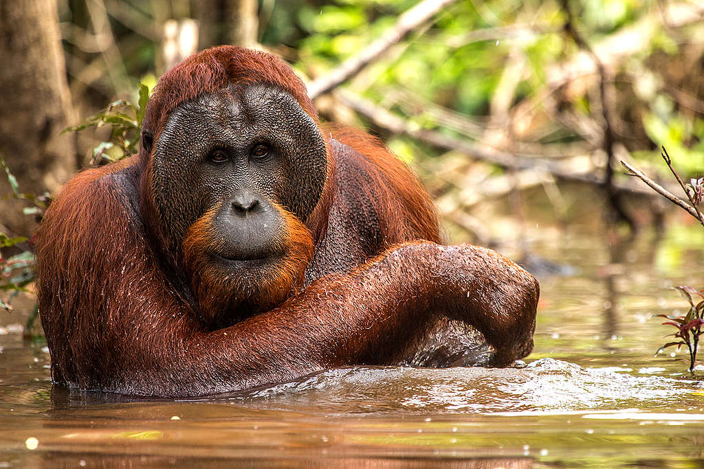 Orangutan at BOS Nyaru Menteng Orangutan Rescue Center in Indonesia. © Bjorn Vaugn / BOSF / Greenpeace