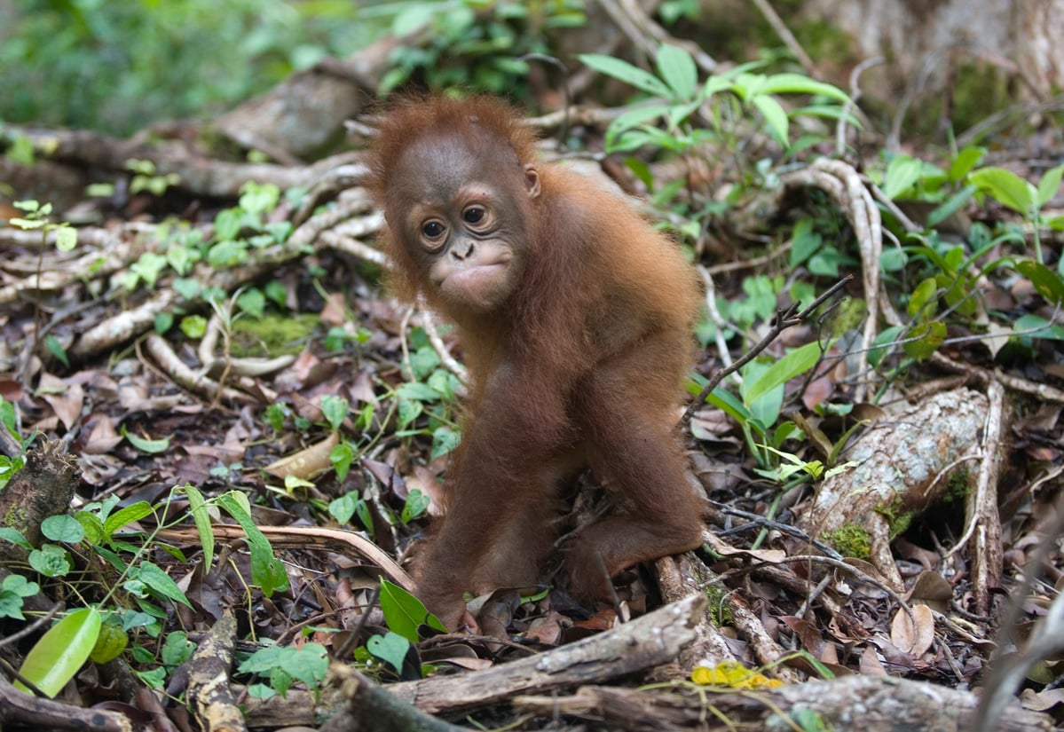 Orangutan at Borneo Orangutan Survival Foundation. © Greenpeace / Natalie Behring