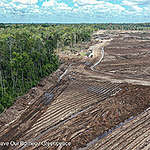 Kawasan Hutan Hasil dari Pencabutan Ribuan Izin Perusahaan Harus Dilindungi Bukan untuk Izin Baru