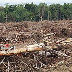 Lindungi Hutan dan Masyarakat Adat: Cabut Izin PT Permata Nusa Mandiri
