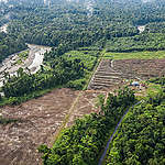 Menteri LHK Harus Menindaklanjuti Pelanggaran Hukum Lingkungan Hidup Perusahaan Sawit di Papua
