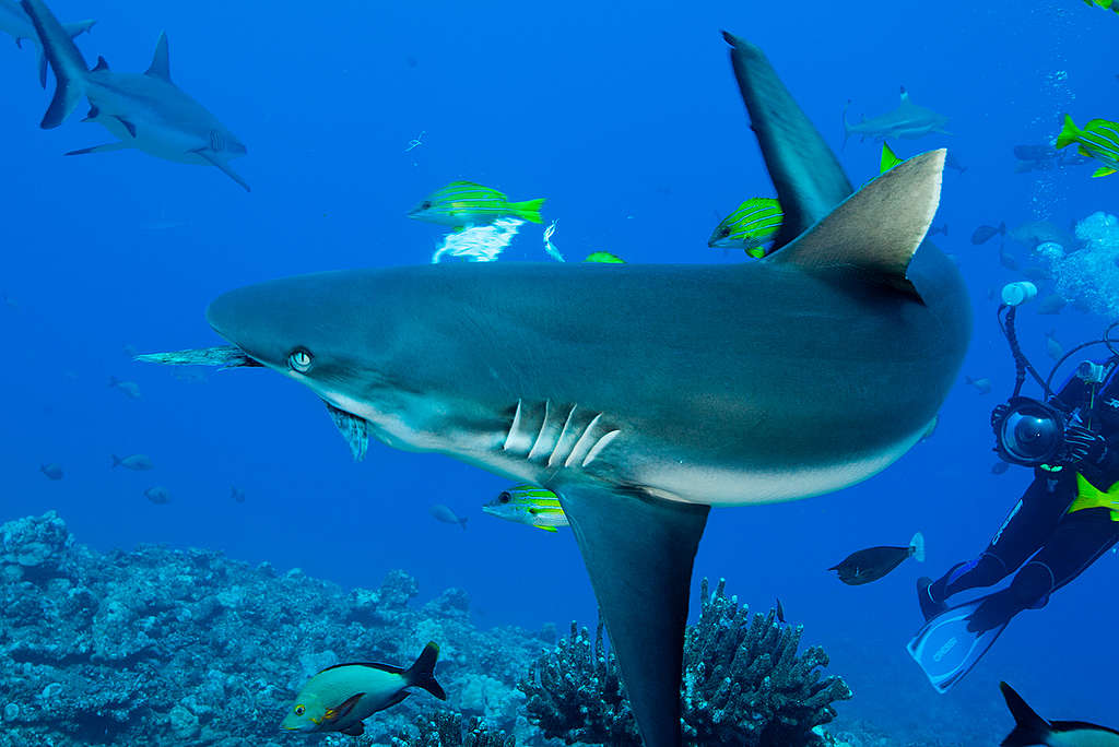 Grey Reef Sharks in Thaiti. © Paul Hilton / Greenpeace