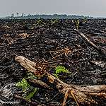 Uni Eropa Sahkan UU Anti-Deforestasi, Pemerintah Indonesia Mesti Berbenah
