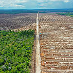 Laporan Investigasi: Masih Ada Deforestasi dalam Rantai Pasok Grup RGE
