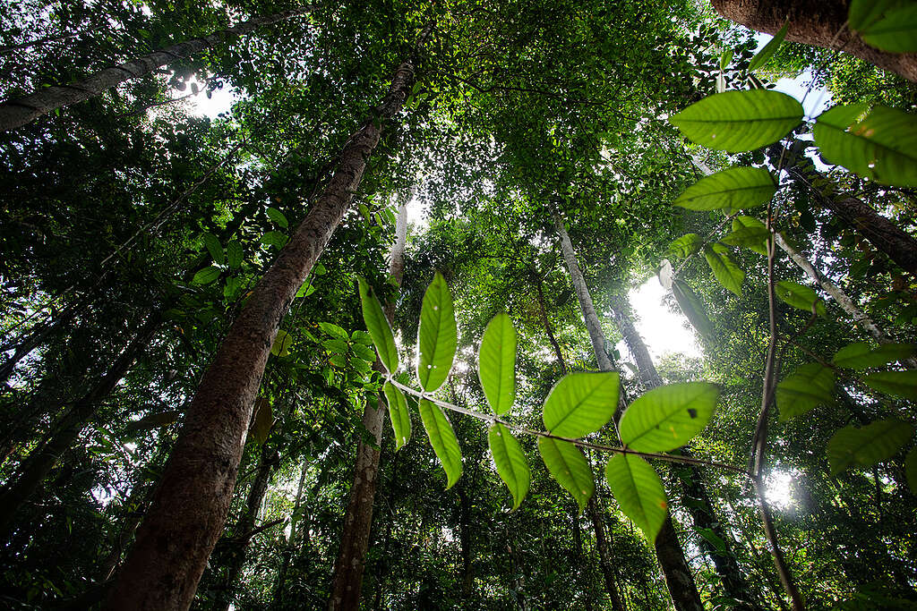 Rainforest in South Sorong. © Ulet  Ifansasti / Greenpeace