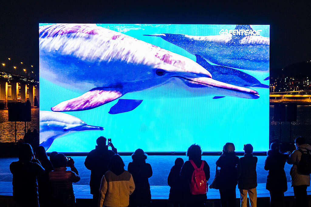 Public Screening on Ocean Protection in Seoul, Korea. © Greenpeace / Sungwoo Lee