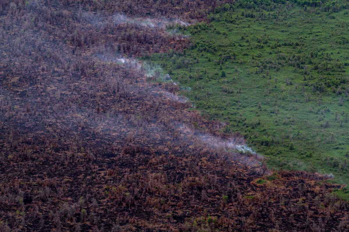 Burnt Forest in West Kalimantan. © Ulet  Ifansasti / Greenpeace