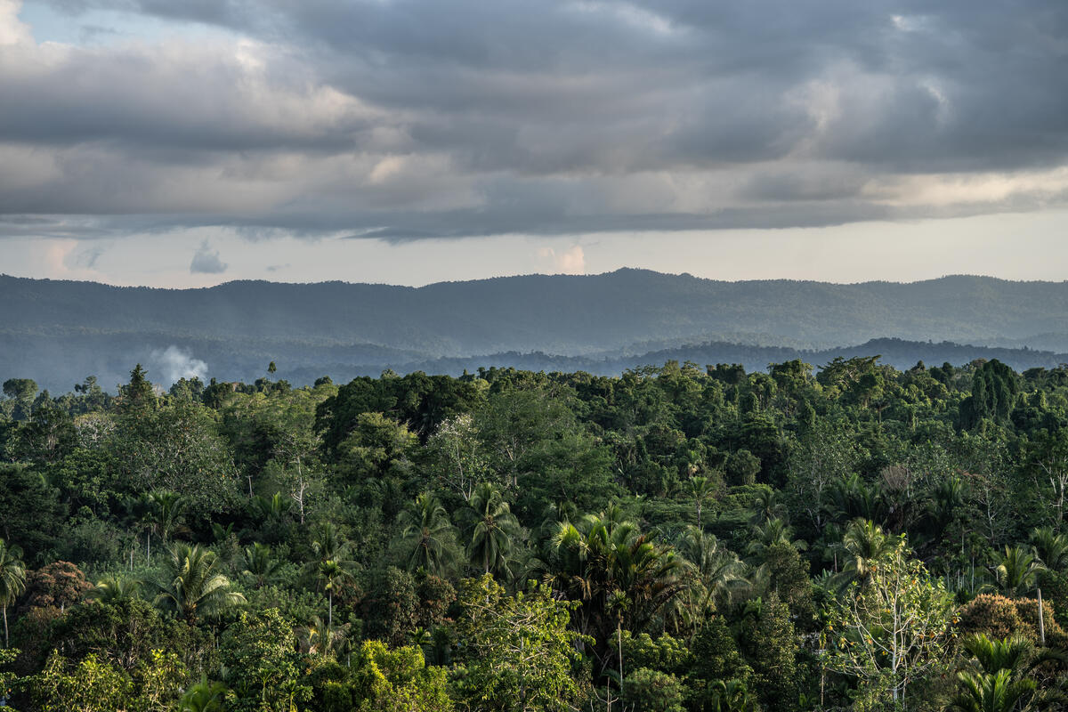 Grime Nawa Valley. © Jurnasyanto Sukarno / Greenpeace