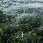 Primary Forest in Papua. © Ulet  Ifansasti / Greenpeace