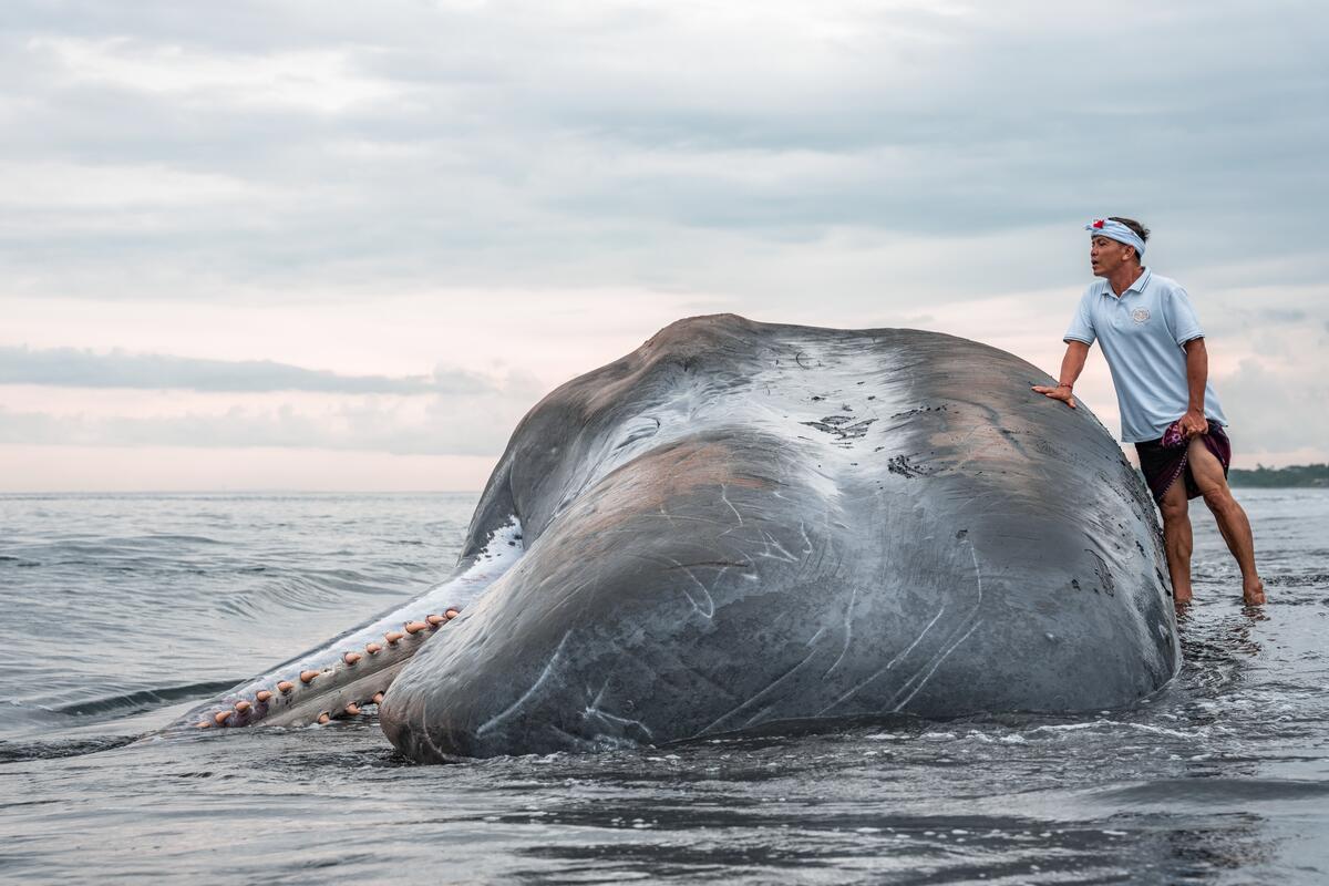 Dead Sperm Whale in Indonesian Coastline. © Alex Westover / Greenpeace
