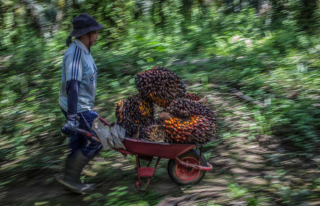 Palm Oil Farmer in Sanggau, West Kalimantan. © Afriadi Hikmal / Greenpeace