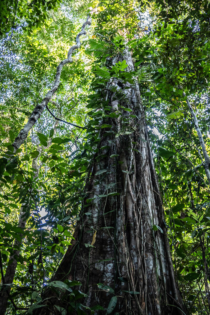 Tree in Grime Nawa Valley in Papua. © Jurnasyanto Sukarno / Greenpeace