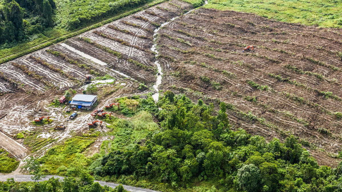 PT Permata Nusa Mandiri in Papua - Drone. © Rivan Hanggarai / Greenpeace