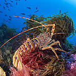 Marine Wildlife at Vema Seamount. © Richard Barnden / Greenpeace