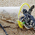 Baby Green Sea Turtle in Plastic Pollution on the Beach on Bangkuru Island, Sumatra. © Paul Hilton / Greenpeace