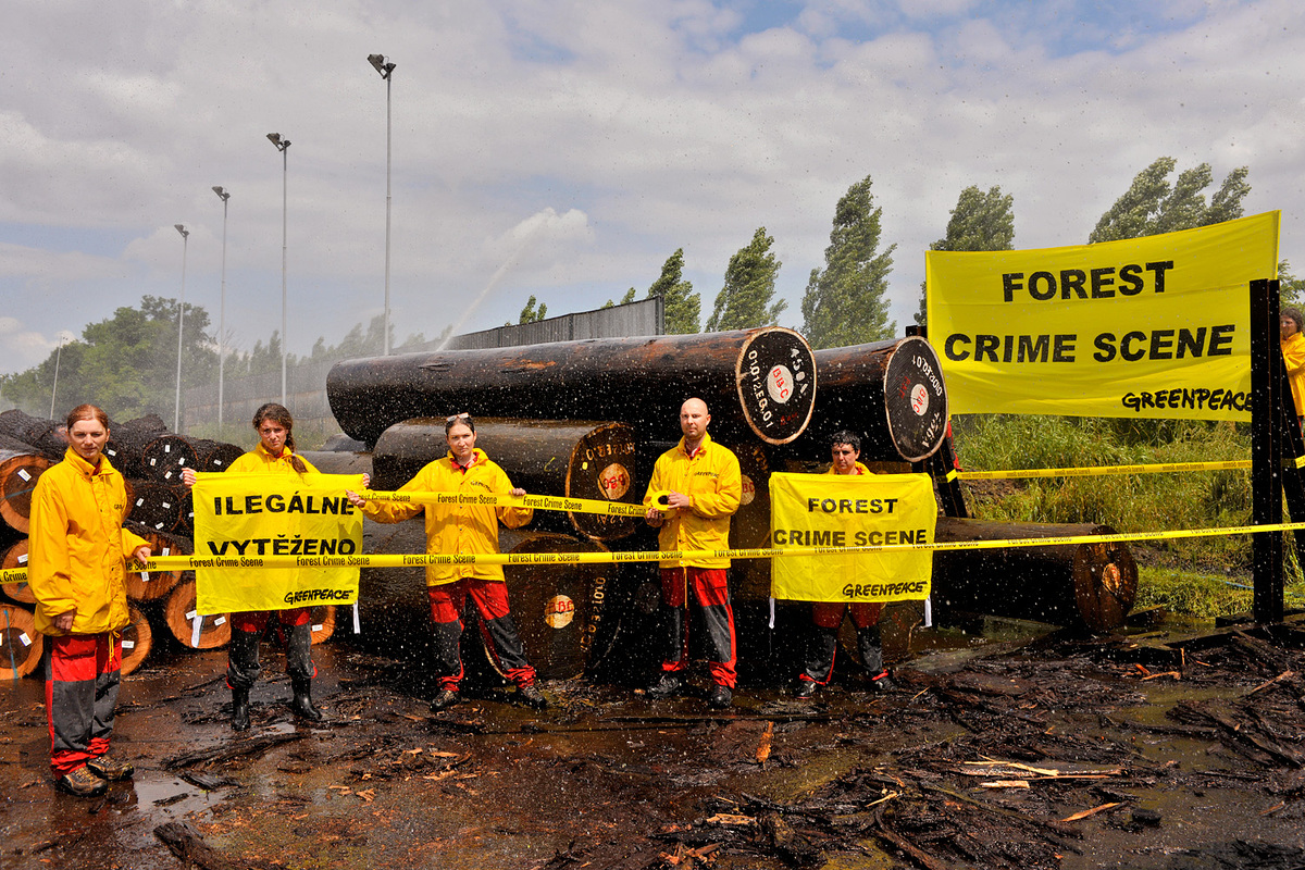 Czech Activists Uncover Illegal Logs from DRC © Ibra Ibrahimoviç / Greenpeace