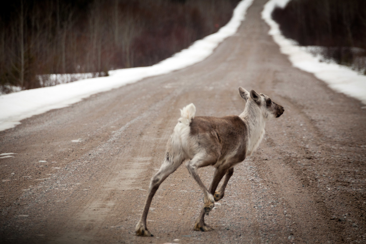 Woodland Caribou in Broadback Valley Forest in Canada © Gordon Welters / Greenpeace