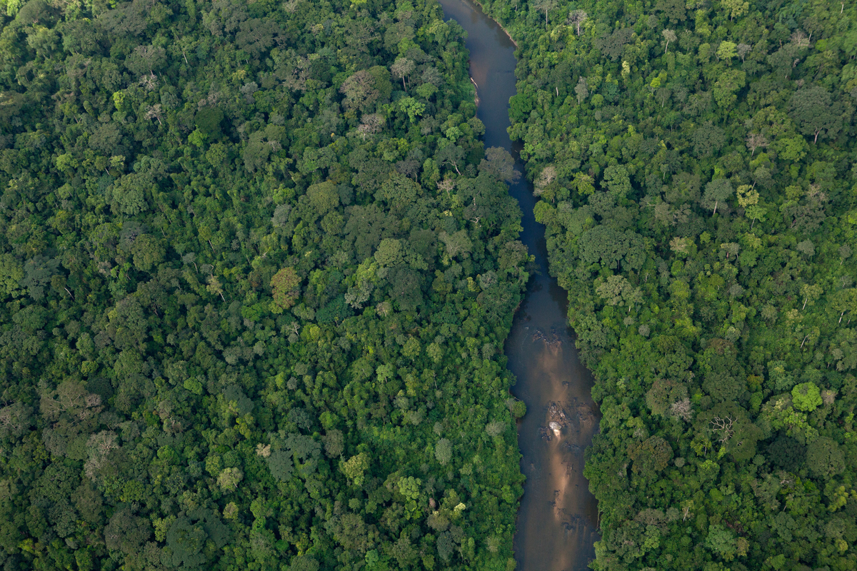 Coastal rainforest in Cameroon © Alex Yallop / Greenpeace