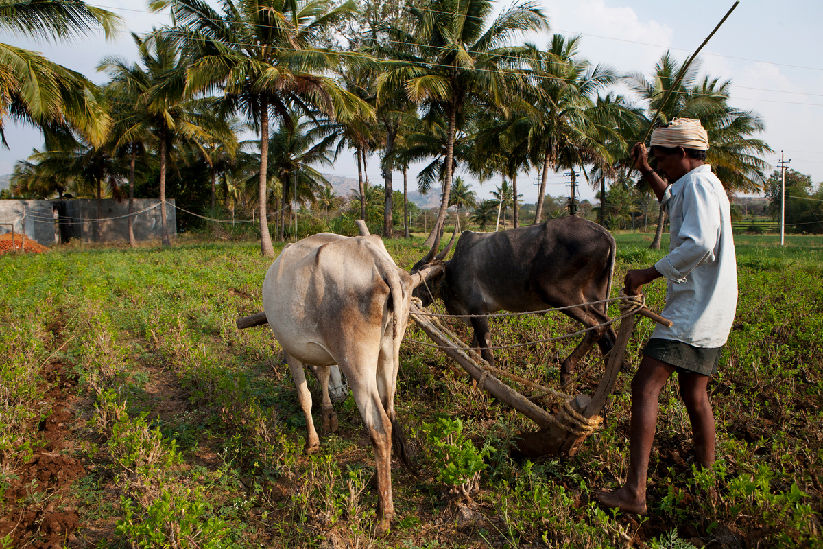 Traditional farmer in Bagepalli © Vivek M.