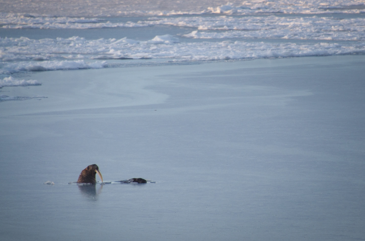 A Walrus in Svalbard © Rasmus Törnqvist / Greenpeace