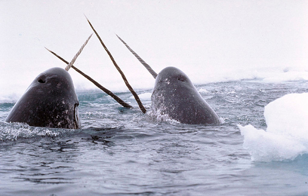 Narwhals Breach in US © Glenn Williams / National Institute of Standards and Technology