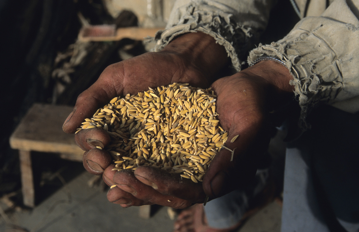 Rice Farmer Holding Rice Seeds in his Hands © Greenpeace / John Novis