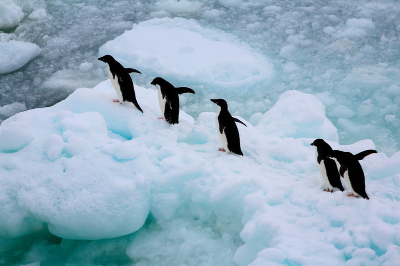 Adelie Penguins in the Southern Ocean © Jiri Rezac / Greenpeace