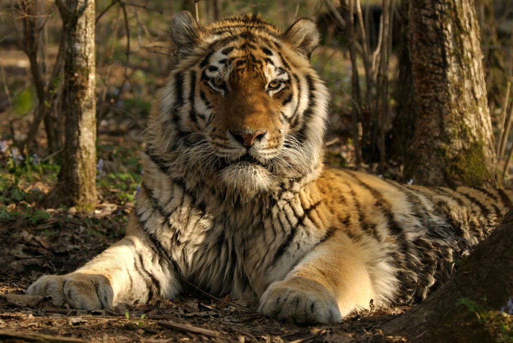 Siberian Tiger in Russia 