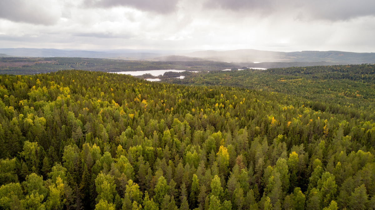 Forest West of Stor-Gravberget in Sweden © Edward Beskow / Greenpeace