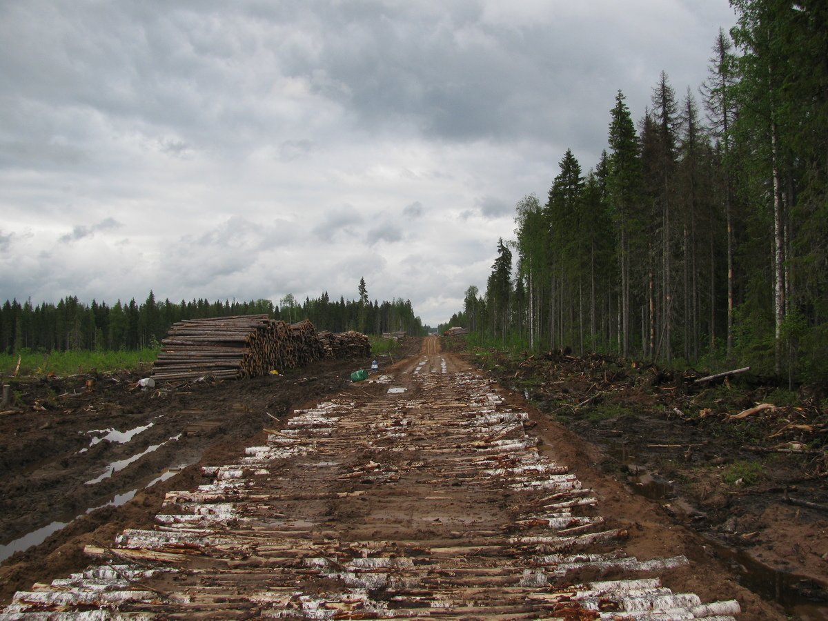 Deforestation in Russia © Greenpeace