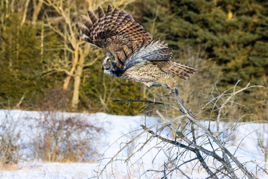 Grey owl in the Canadian Boreal 